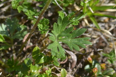Anemonastrum speciosum