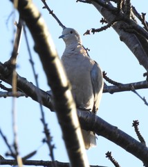 Streptopelia decaocto