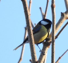 Parus major