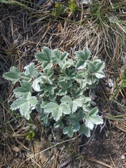 Potentilla divina