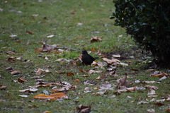 Turdus merula