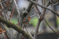 Erithacus rubecula