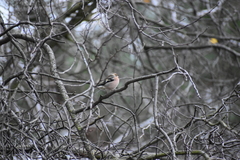 Fringilla coelebs