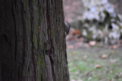 Certhia brachydactyla