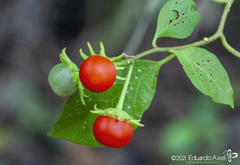 Lycianthes lenta