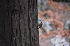 Certhia brachydactyla