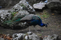 Pavo cristatus