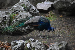 Pavo cristatus