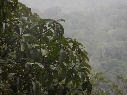Ficus catappifolia
