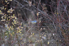 Cyanistes caeruleus