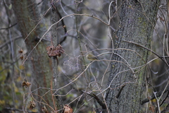 Phylloscopus collybita
