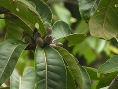 Ficus catappifolia