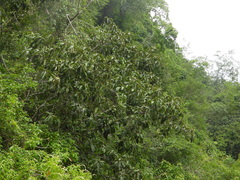 Ficus catappifolia