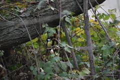 Parus major