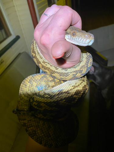 Australian Scrub Python sighting