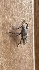 Cholus parallelogrammus