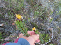 Lachnaea aurea
