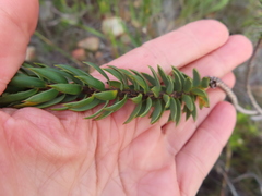 Lachnaea aurea