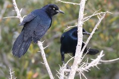 Quiscalus major