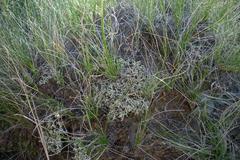 Xanthoparmelia camtschadalis