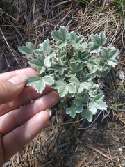 Potentilla divina