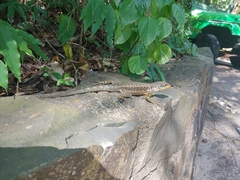 Tropidurus catalanensis