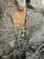 Cymbalaria muralis