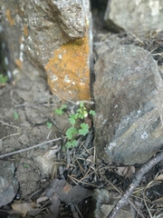 Cymbalaria muralis