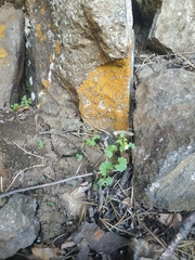Cymbalaria muralis
