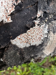 Haematomma nothofagi