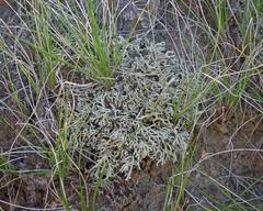 Xanthoparmelia camtschadalis