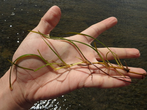 dwarf eelgrass