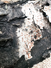 Haematomma nothofagi