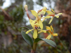 Epidendrum scytocladium