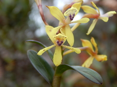 Epidendrum scytocladium