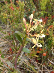 Epidendrum scytocladium
