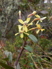 Epidendrum scytocladium
