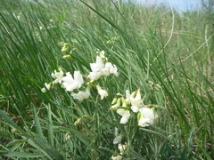 Lathyrus pallescens