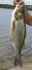 Morone chrysops × saxatilis