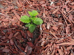 Ehretia anacua