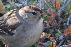 Zonotrichia leucophrys