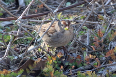 Zonotrichia leucophrys
