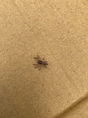 Salticinae