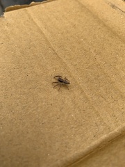Salticinae