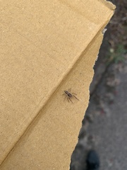 Salticinae