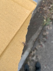 Salticinae