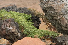 Euphorbia amplexicaulis