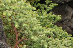 Euphorbia amplexicaulis