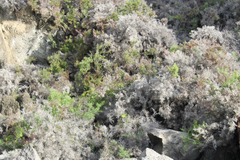 Scutia spicata pauciflora