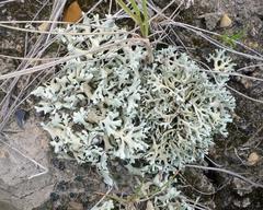 Xanthoparmelia camtschadalis